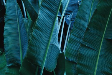 Yeşil yapraklar, bahçede Ravenala madagascariensis ağacı yaprağı.