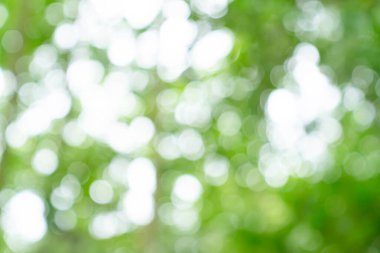 Doğal yeşil bokeh soyut arkaplan, bulanık doku