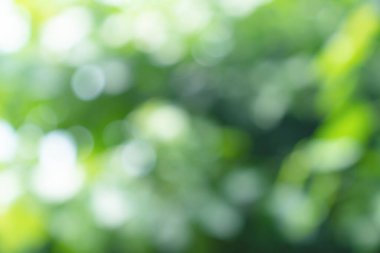 Doğal yeşil bokeh soyut arkaplan, bulanık doku