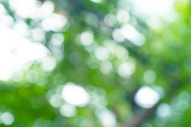 Doğal yeşil bokeh soyut arkaplan, bulanık doku