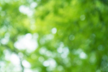 Doğal yeşil bokeh soyut arkaplan, bulanık doku