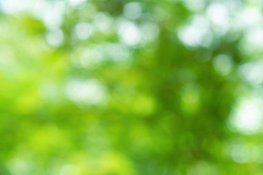 Doğal yeşil bokeh soyut arkaplan, bulanık doku