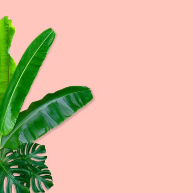 Doğa kavramı için yeşil palmiye yaprakları deseni, pembe arka planda tropikal yaprak