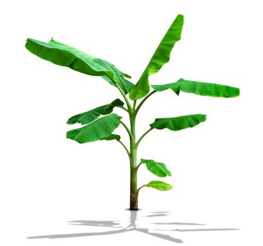 muz ağacı, beyaz arkaplanda izole edilmiş yeşil yapraklar, kırpma yolunu içerir