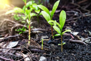 Güneş ışığı, ekoloji veya büyüme kavramına sahip genç bitki ve kökler