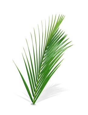 Yeşil yapraklar desen, beyaz arkaplanda izole edilmiş yaprak palmiye ağacı, kırpma yolunu içerir