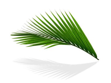 Yeşil yapraklar, beyaz arkaplanda izole edilmiş yaprak palmiyesi