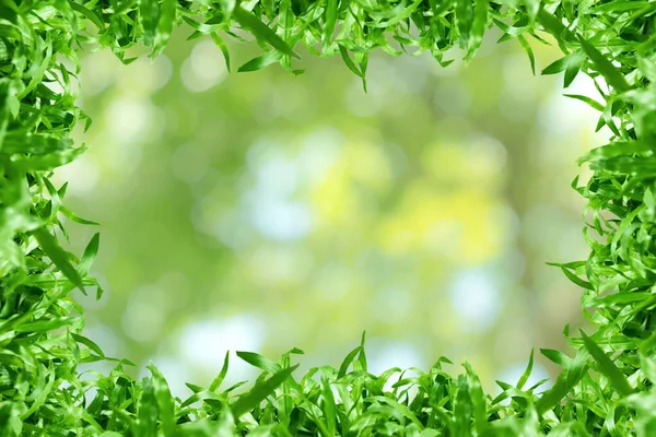 夏や春の概念のための緑の葉のパターン ボケの質感の背景と草の葉のフレーム — ストック写真