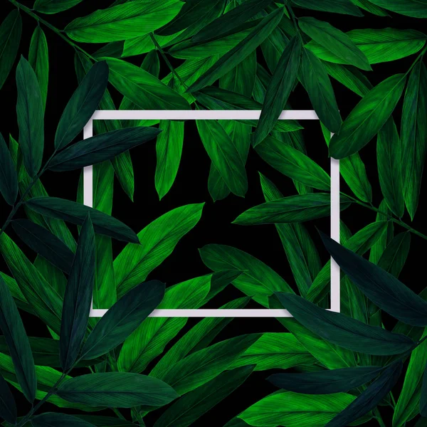 绿叶模式与白色框架的自然概念 热带叶半边形树纹理背景 — 图库照片