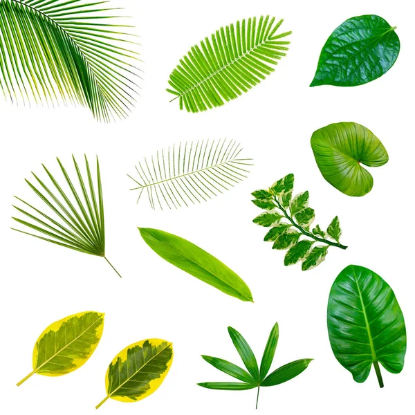 Coleta Vários Padrões Folhas Verdes Para Conceito Natureza Conjunto Folhas — Fotografia de Stock