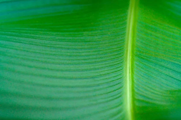 Textura Hojas Verdes Hoja Tropical Para Fondo Natural Árbol Follaje —  Fotos de Stock