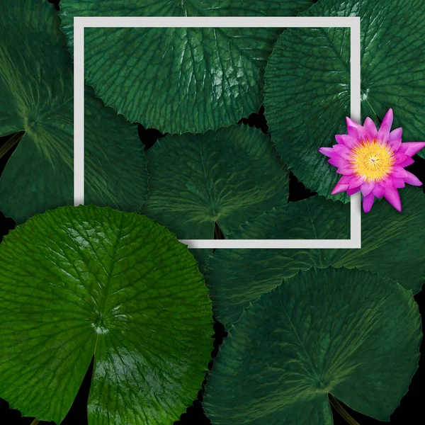 緑の葉のパターンは 自然の概念のための白いフレーム 蓮の葉の質感の背景 — ストック写真