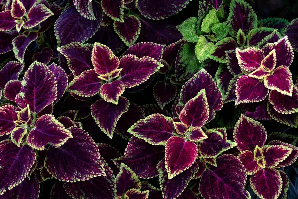 庭のカラフルな葉のパターン 葉のコロウスや塗装のイラクサ — ストック写真