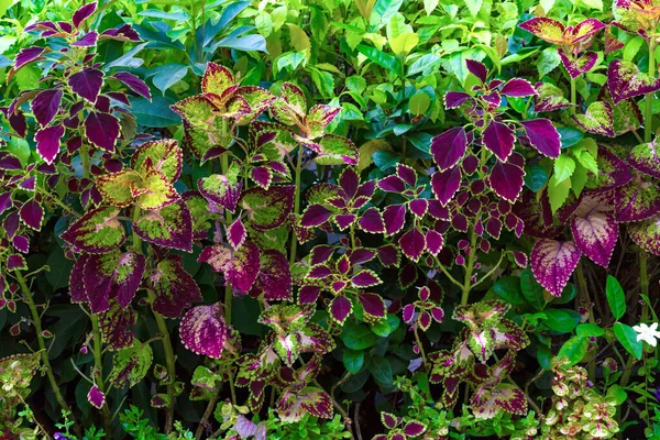 庭のカラフルな葉のパターン 葉のコロウスや塗装のイラクサ — ストック写真