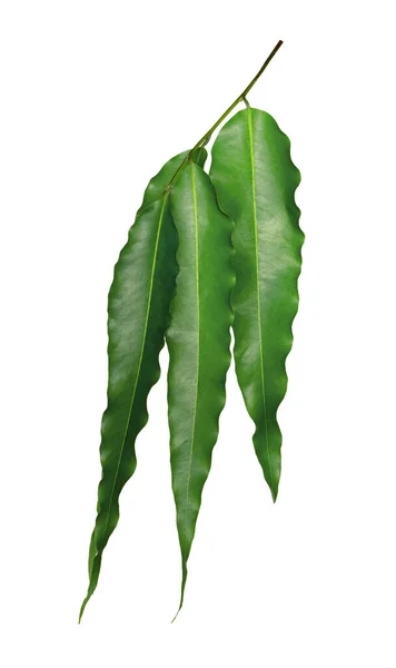 Daun Hijau Pola Daun Polyalthia Pohon Longifolia Terisolasi Pada Latar — Stok Foto