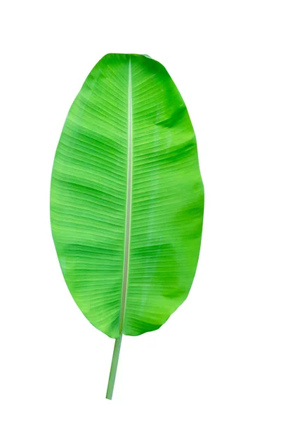 Groene Bladeren Patroon Blad Banaan Geïsoleerd Witte Achtergrond Omvatten Knippen — Stockfoto