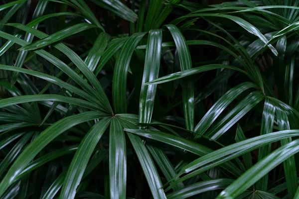 Vzor Zelených Listů Palmy Listové Lese — Stock fotografie