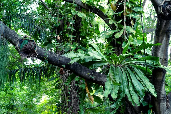Зеленые Листья Лист Птичьего Гнезда Дереве — стоковое фото