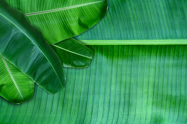 Gröna Blad Struktur Tropiska Blad För Naturen Bakgrund Med Kopia — Stockfoto