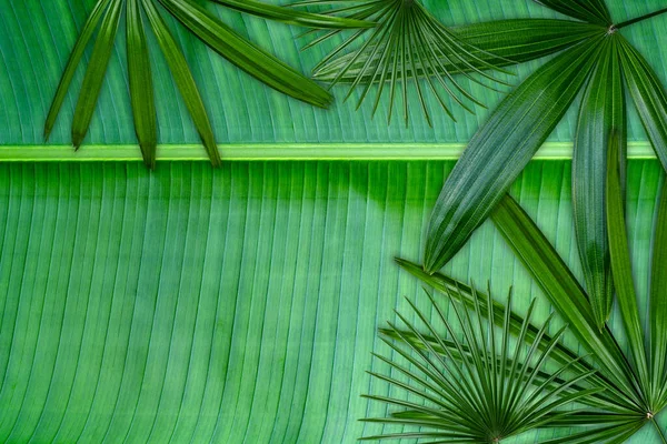 Grüne Blätter Textur Tropisches Blatt Für Natur Hintergrund Mit Kopierraum — Stockfoto