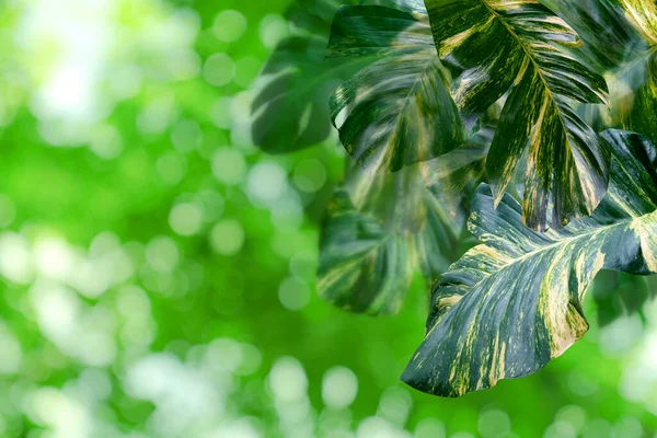 Padrão Folhas Verdes Para Verão Primavera Conceito Temporada Folha Com — Fotografia de Stock