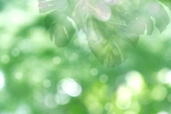 Blur green leaves pattern for summer or spring season concept,leaf with bokeh textured backgroun
