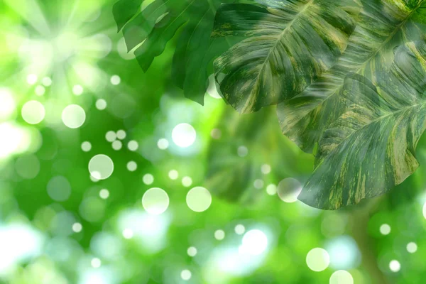 Розмитий Зелений Візерунок Листя Концепції Літнього Або Весняного Сезону Лист — стокове фото