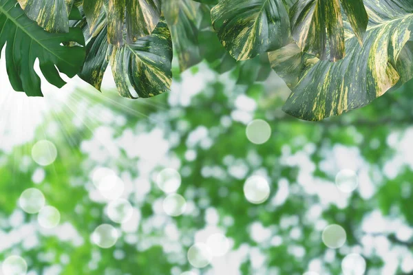 Zöld Levelek Minta Nyári Vagy Tavaszi Szezon Koncepció Levél Bokeh — Stock Fotó