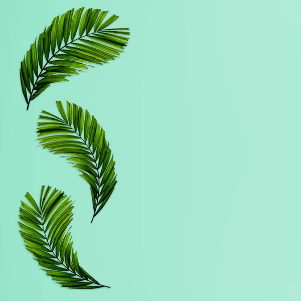 Зеленый Рисунок Пальмовых Листьев Концепции Природы Тропический Лист Зеленой Спинке — стоковое фото