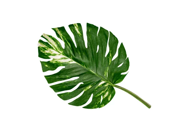 Зелений Візерунок Листя Epipremnum Aureum Foliage Ізольований Білому Тлі Листовий — стокове фото