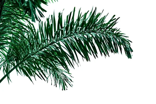 Yeşil Yapraklar Beyaz Arka Planda Izole Edilmiş Tropikal Palmiye Yaprağı — Stok fotoğraf