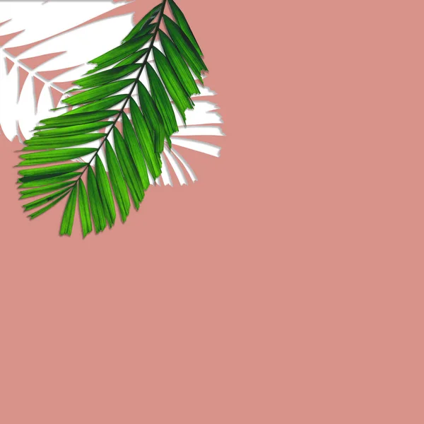 Зеленый Рисунок Пальмовых Листьев Концепции Природы Тропический Лист Розовом Фоне — стоковое фото