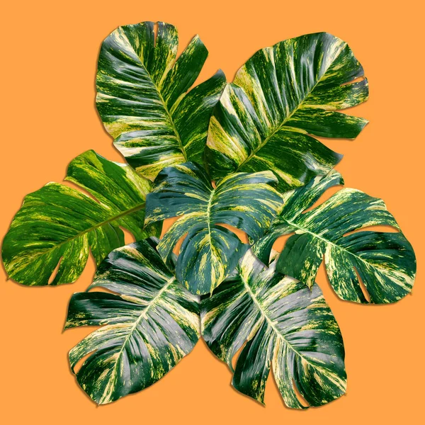 Green Palm Leaves Pattern Nature Concept Tropical Leaf Orange Backgroun — Stock Photo, Image