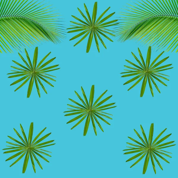 Green Palm Leaves Pattern Nature Concept Tropical Leaf Blue Background — Stock Photo, Image