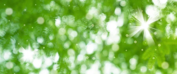 自然な緑のボケの抽象的な背景やぼやけた質感 — ストック写真