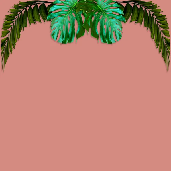 緑のヤシの葉のパターンのための自然概念 ピンクの背景に熱帯の葉 — ストック写真
