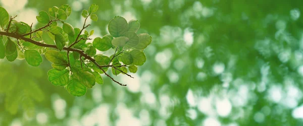 夏や春の季節をイメージした緑の葉模様 ボケのあるポメロの葉の質感の背景 — ストック写真