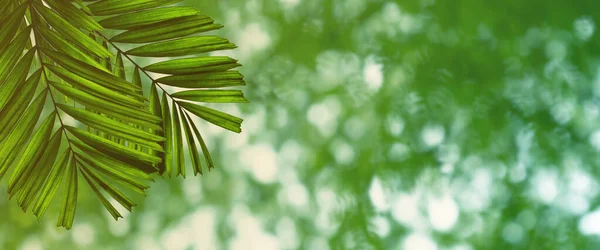 Візерунок Зеленого Листя Концепції Літнього Або Весняного Сезону Лист Долоні — стокове фото