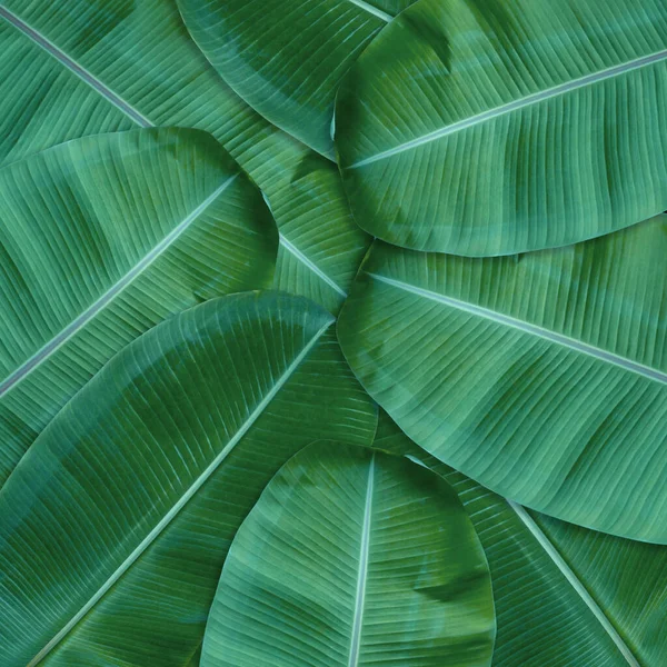 Patrón Hojas Verdes Para Concepto Naturaleza Fondo Texturizado Hojas Tropicales —  Fotos de Stock