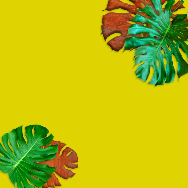 Zöld Monstera Hagy Mintát Természet Koncepció Trópusi Levél Sárga Alapon — Stock Fotó