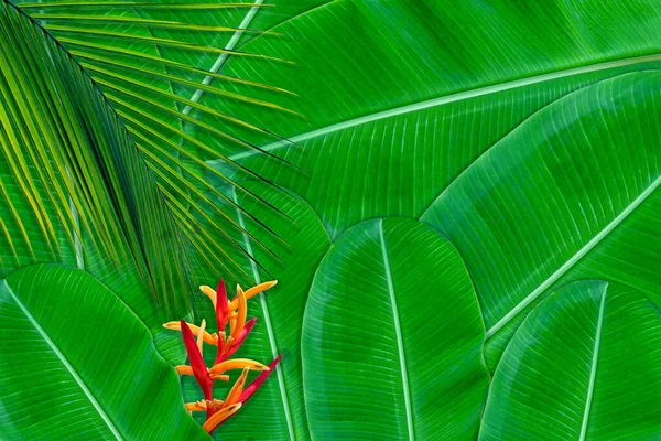 Patrón Hojas Verdes Para Concepto Naturaleza Fondo Texturizado Hojas Tropicales —  Fotos de Stock