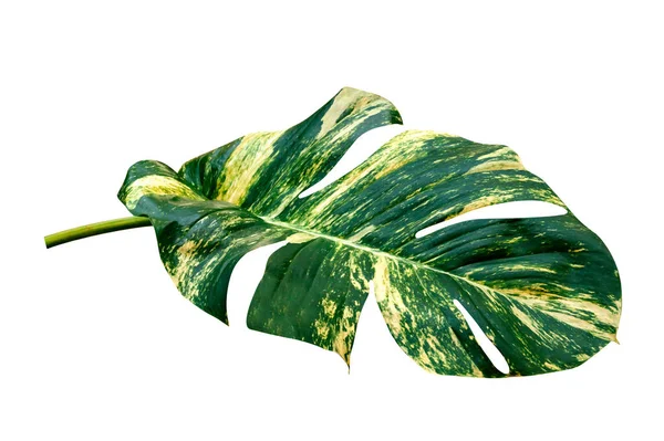 Grüne Blätter Muster Von Epipremnum Aureum Laub Isoliert Auf Weißem — Stockfoto
