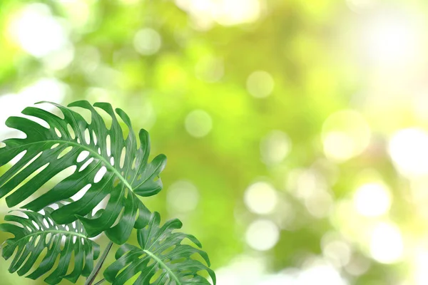 Візерунок Зеленого Листя Концепції Літнього Або Весняного Сезону Листя Монстрів — стокове фото