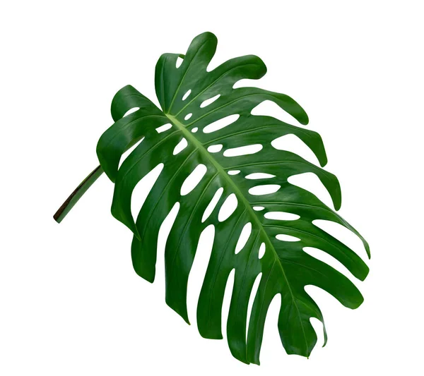 Modèle Feuilles Vertes Feuille Monstera Isolé Sur Fond Blanc Inclure — Photo