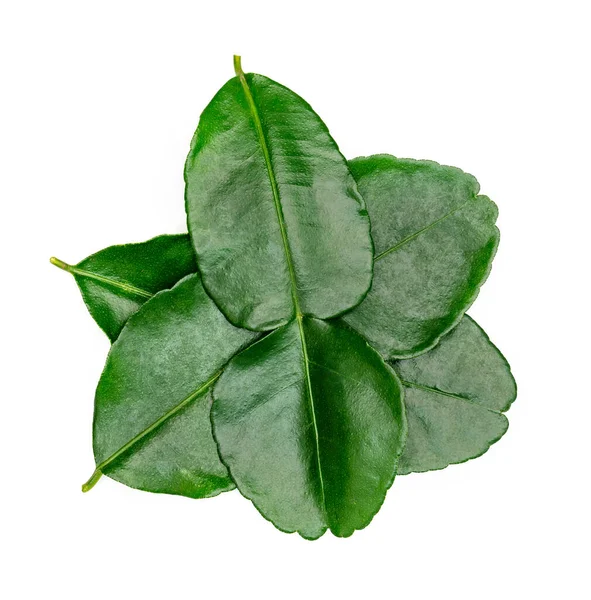 Grüne Blätter Muster Blatt Kaffir Limette Isoliert Auf Weißem Hintergrund — Stockfoto