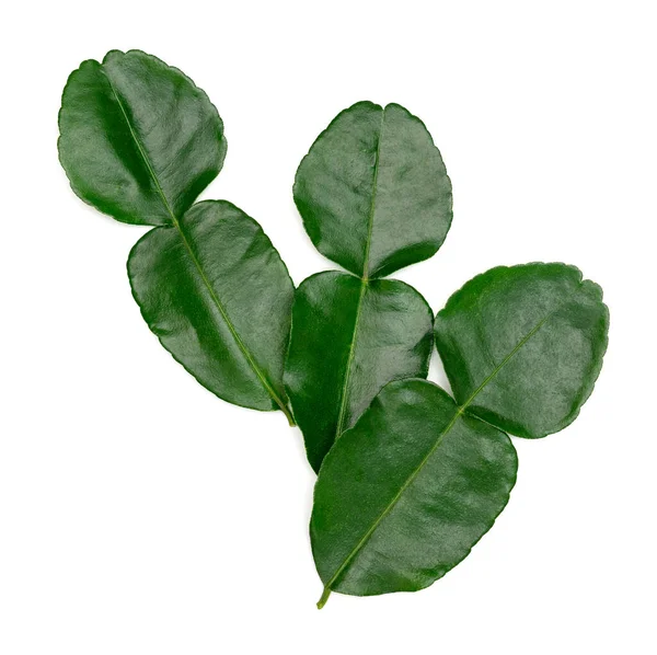 Πράσινο Μοτίβο Φύλλα Φύλλα Kaffir Ασβέστη Απομονώνονται Λευκό Φόντο — Φωτογραφία Αρχείου
