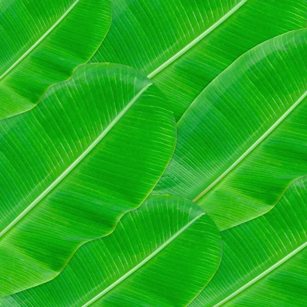 Padrão Folhas Verdes Para Conceito Natureza Folha Tropical Texturizado Fundo — Fotografia de Stock