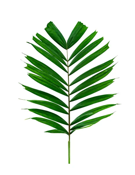 Zöld Levelek Minta Trópusi Pálmalevél Elszigetelt Fehér Alapon — Stock Fotó
