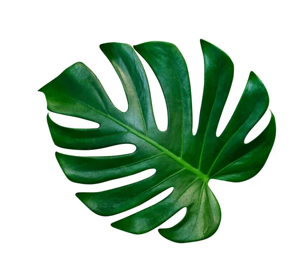 Green Leaves Pattern Leaf Monstera Isolated White Background Include Clipping — Stock Photo, Image