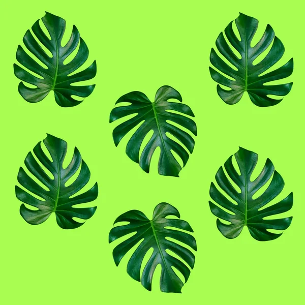 绿色棕榈叶模式为自然概念 热带叶为绿色背景 — 图库照片